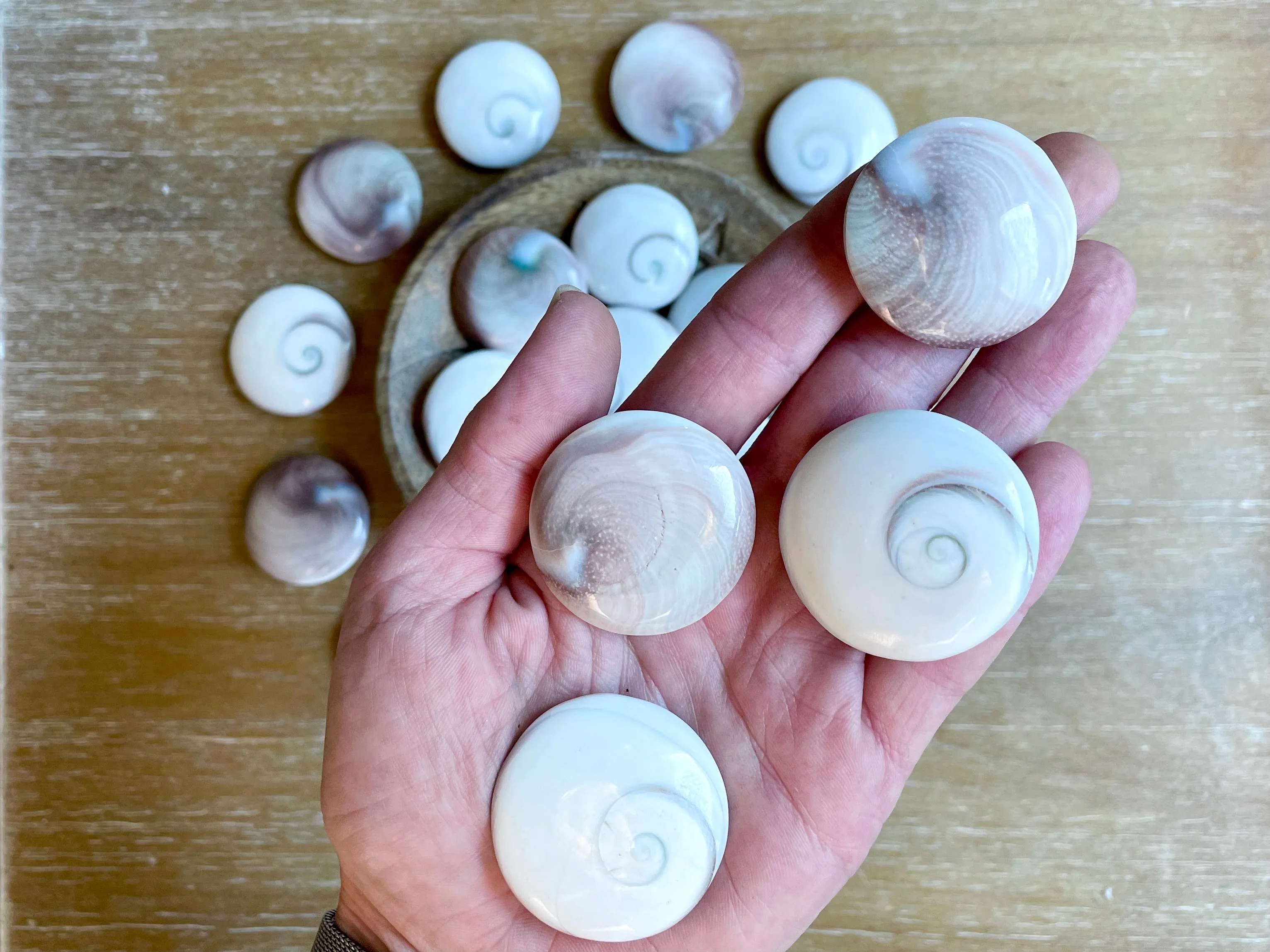 Operculum Shell UFO Palm Stone